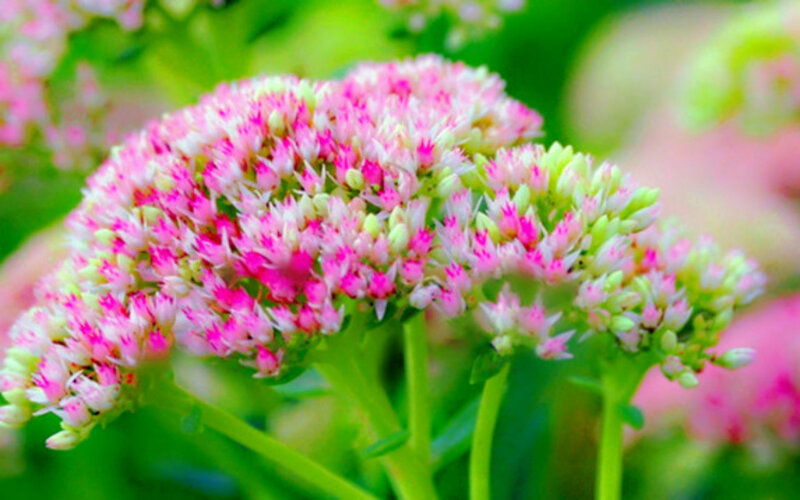 Pink Succulent Flower Cluster — Calm