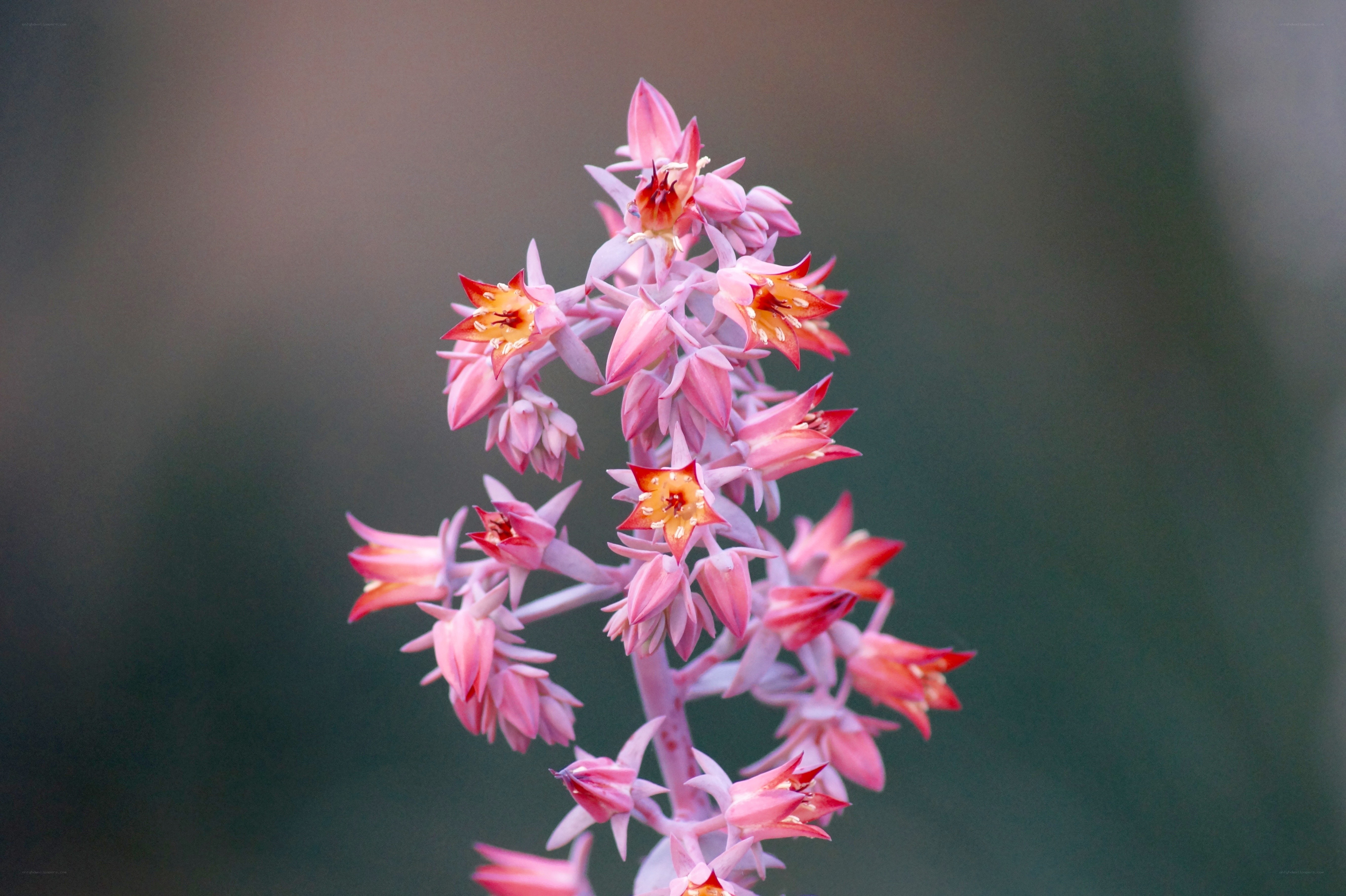 Pink succulent flower cluster