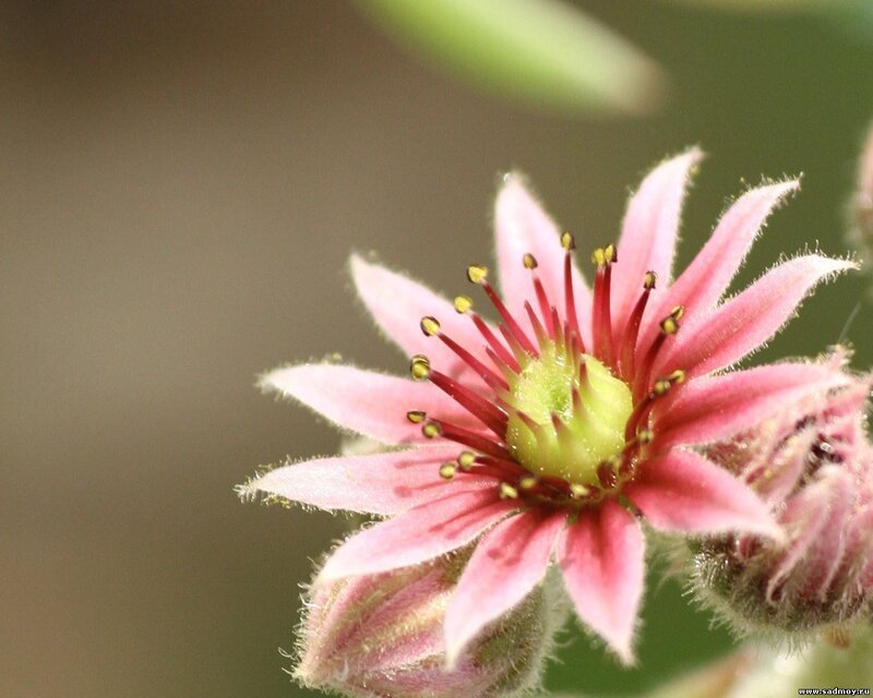 Pink Succulent Flower