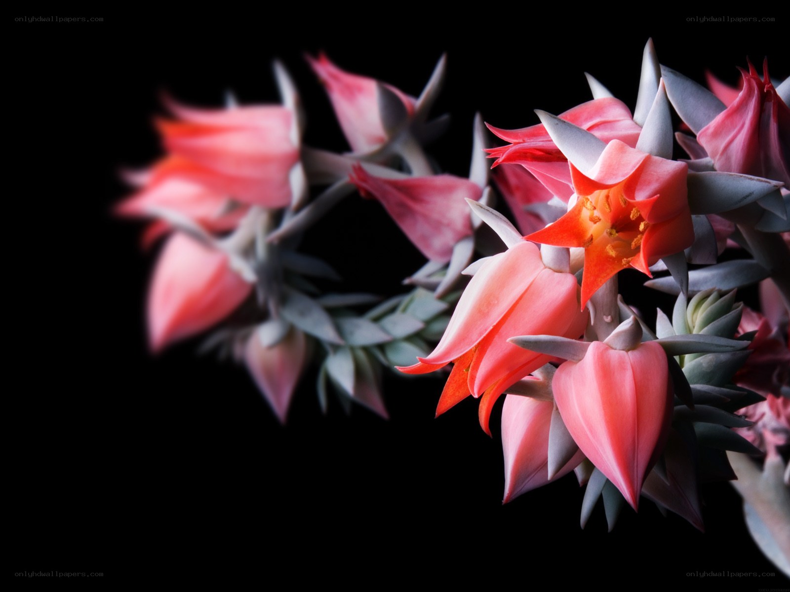 Pink succulent flowers