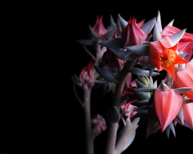 Pink succulent flowers