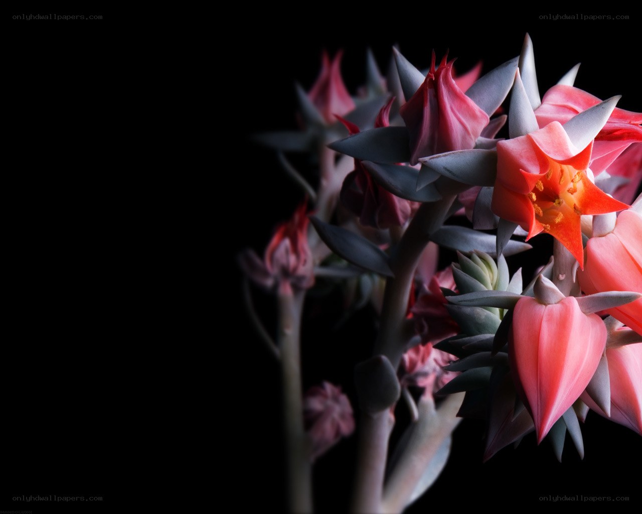 Pink succulent flowers