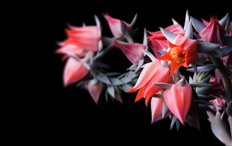 Pink succulent flowers