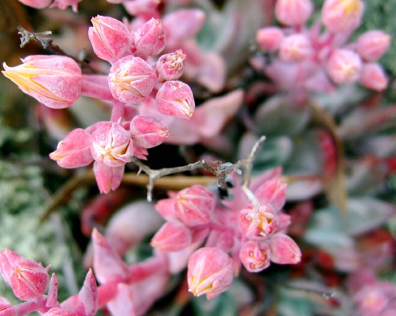 Pink Succulent Flowers — Calm, Photograph, Buds