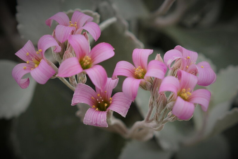 Pink Succulent Flowers — Calm, Photograph