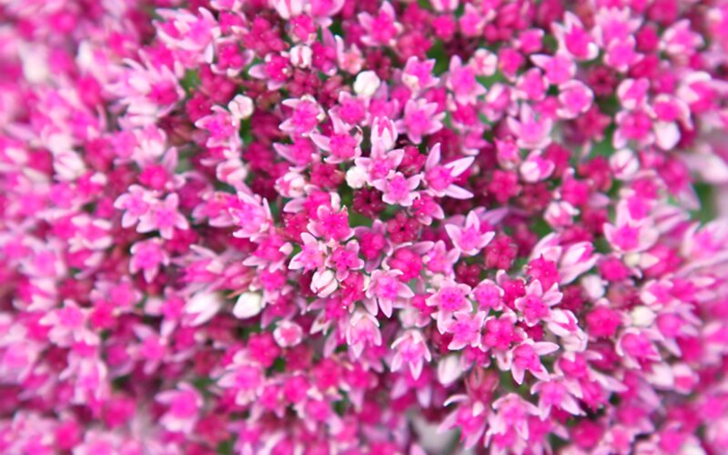 Pink Succulent Flowers — Calm