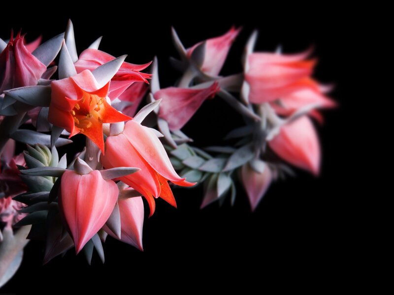 Pink Succulent Flowers — Dramatic, Photograph, Leaves