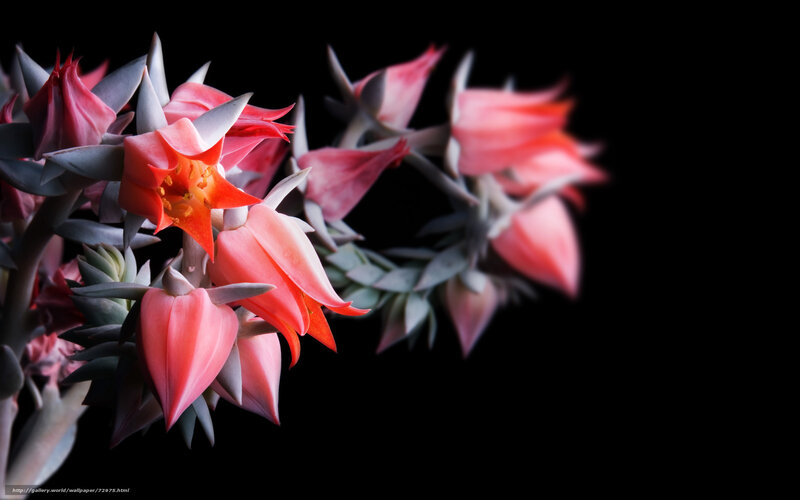 Pink Succulent Flowers — Dramatic, Photograph
