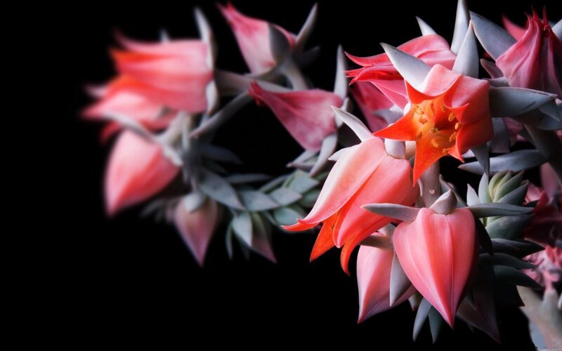 Pink Succulent Flowers — Dramatic