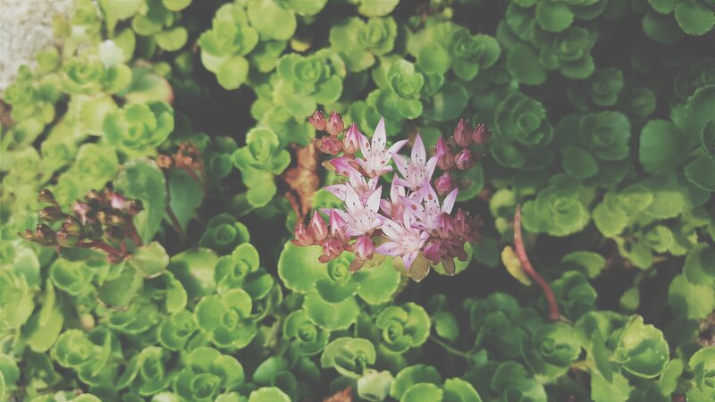 Pink Succulent Flowers — Green