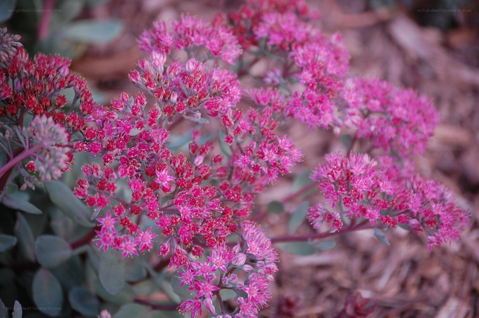 Pink succulent flowers in bloom