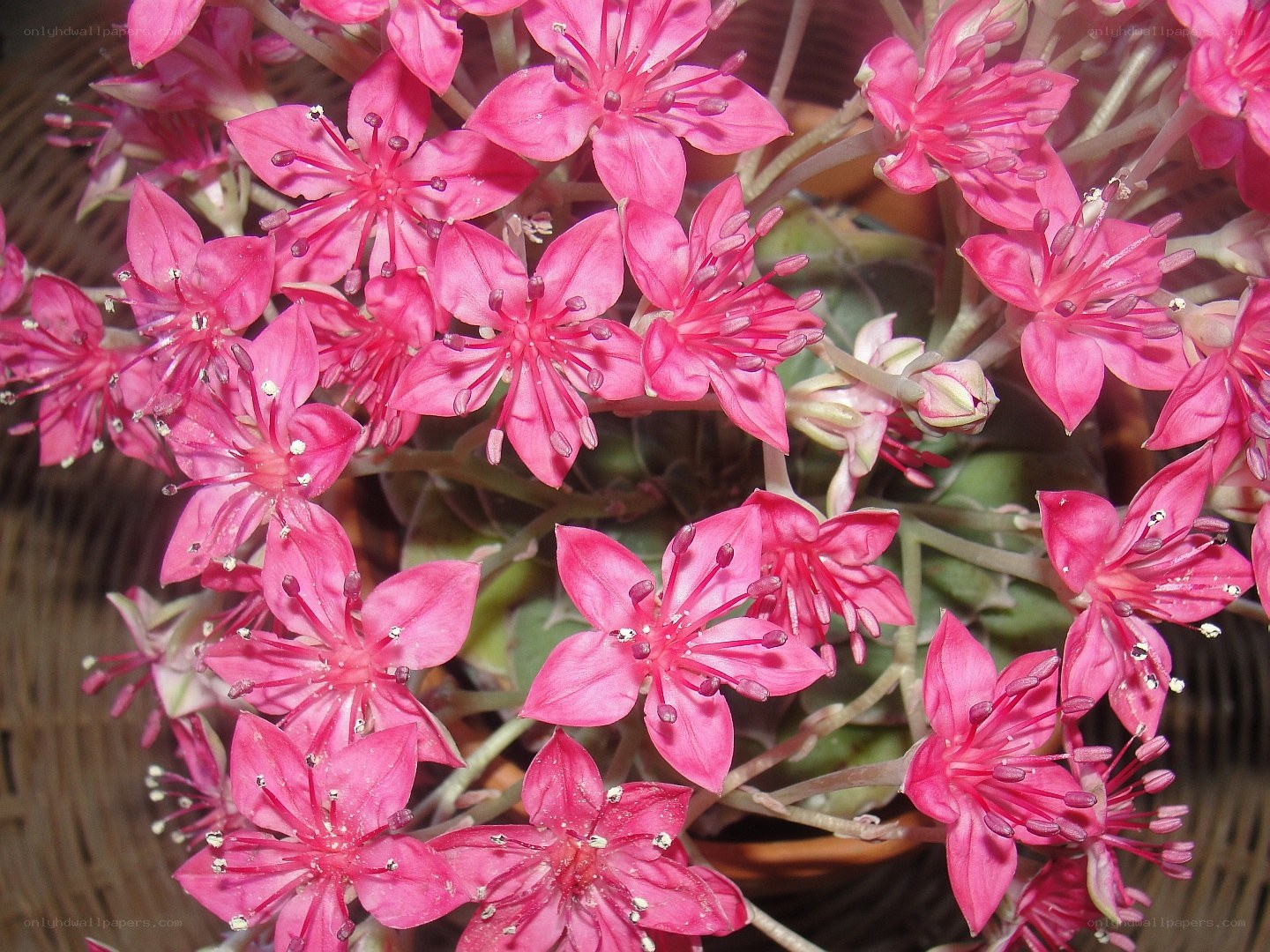 Pink succulent flowers in bloom