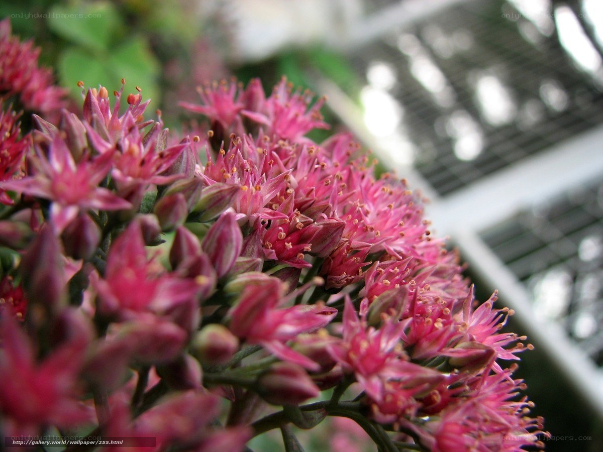 Pink succulent flowers in bloom