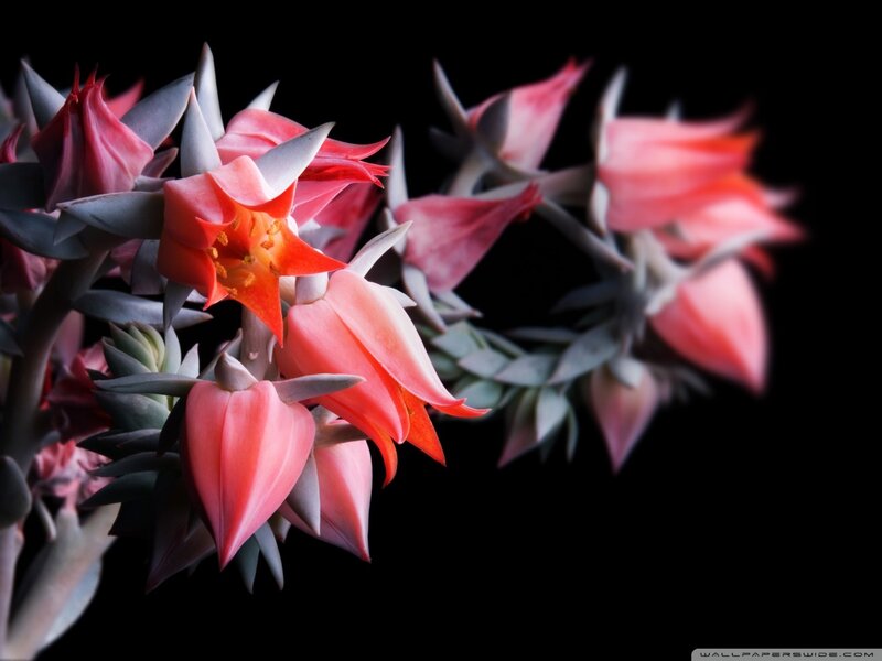 Pink Succulent Flowers — Leaves