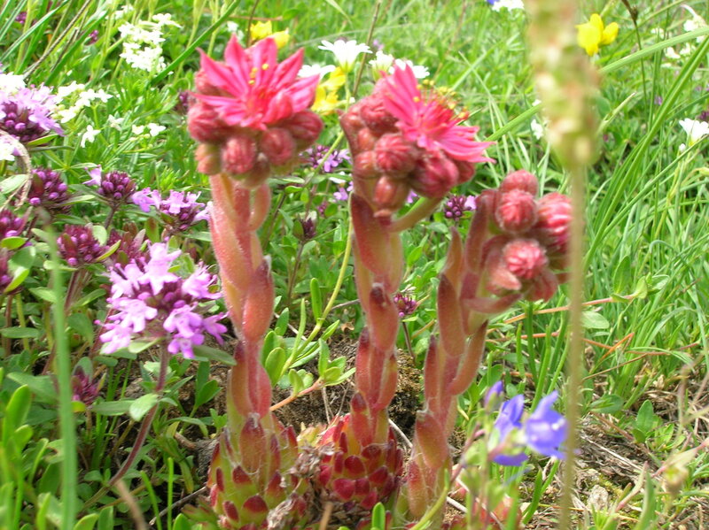 Pink Succulent Flowers — Natural
