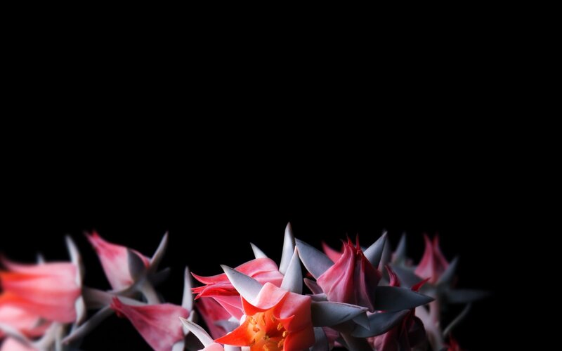 Pink succulent flowers on black