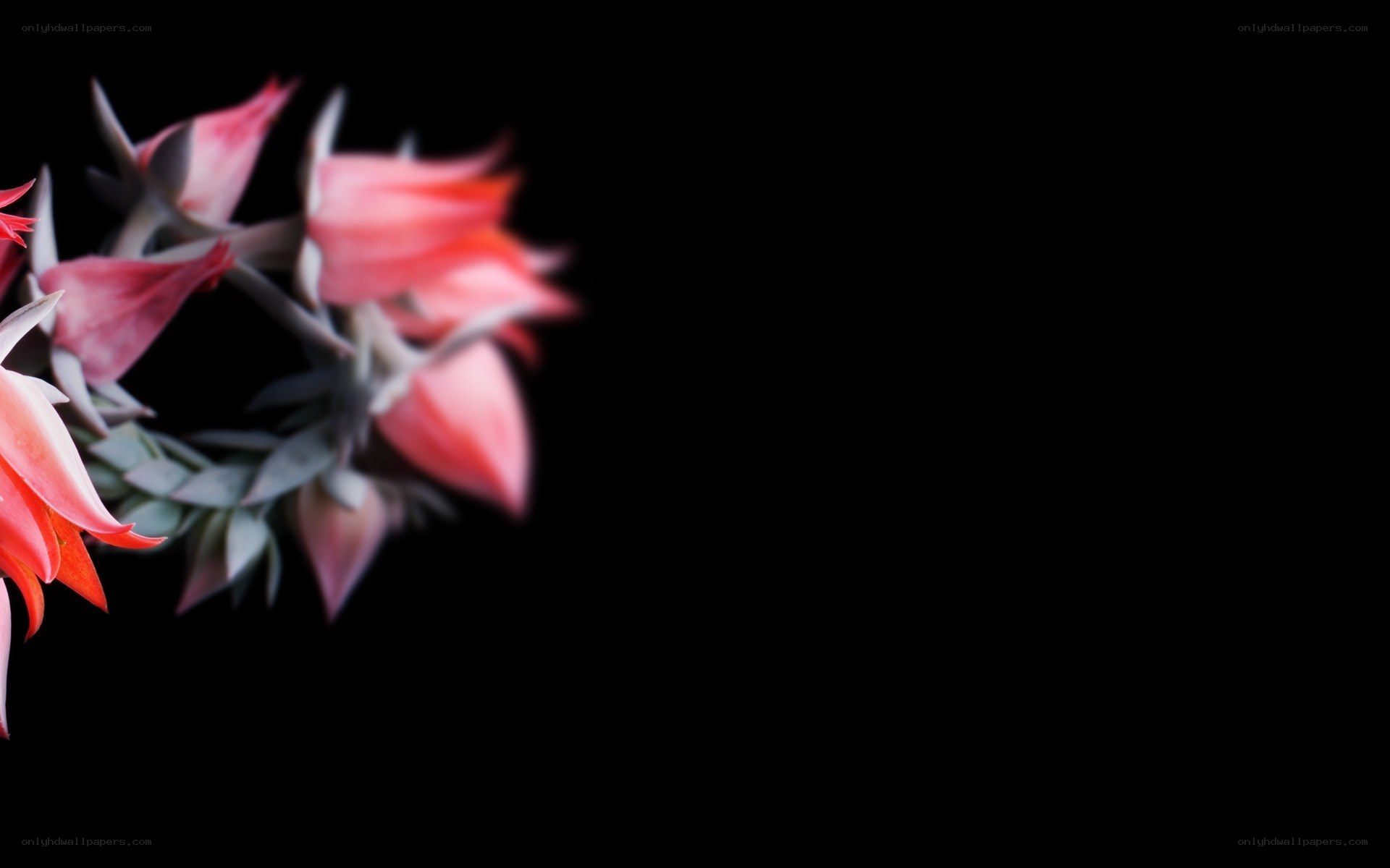 Pink succulent flowers on black