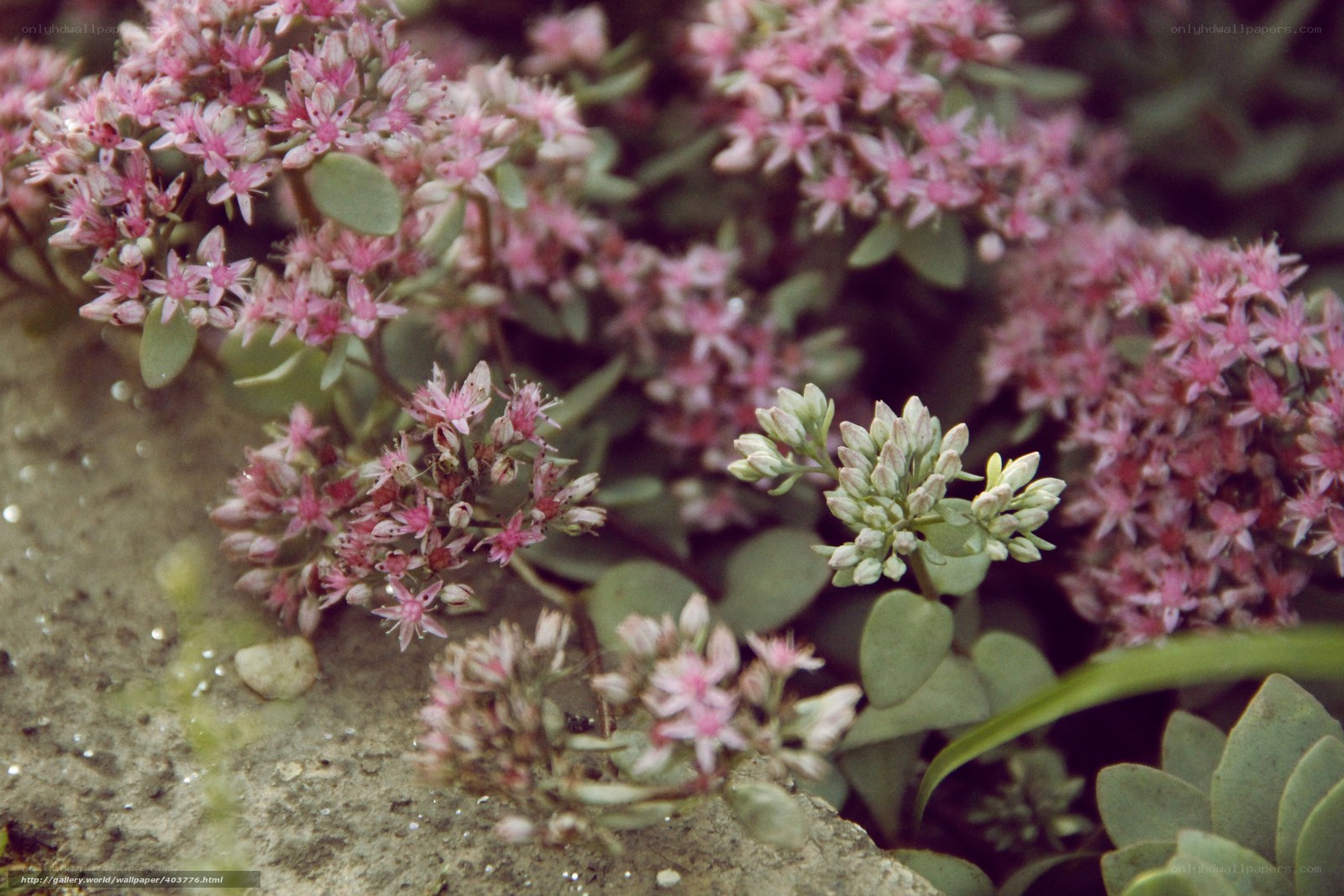 Pink succulent flowers on stone