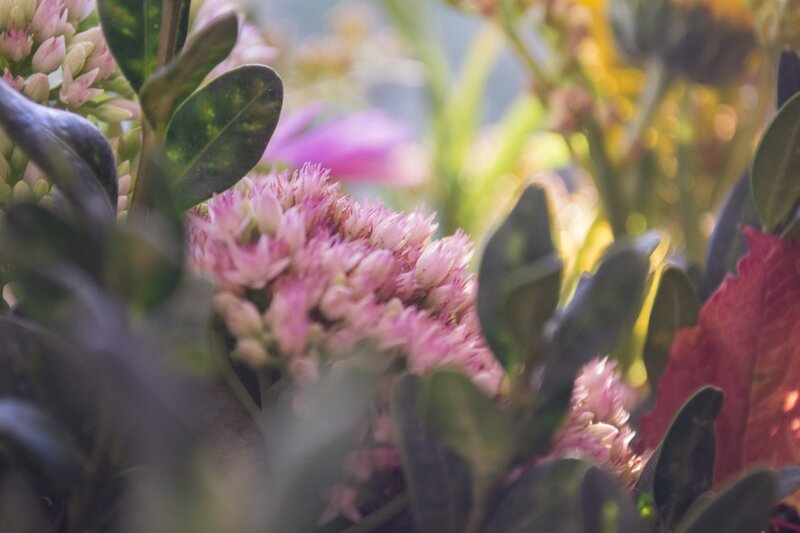 Pink Succulent Flowers — Serene