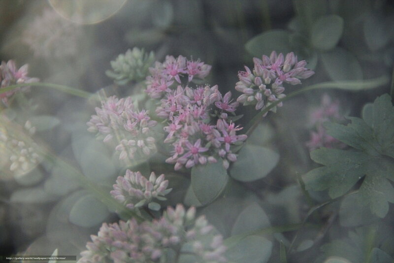 Pink Succulent Flowers — Soft