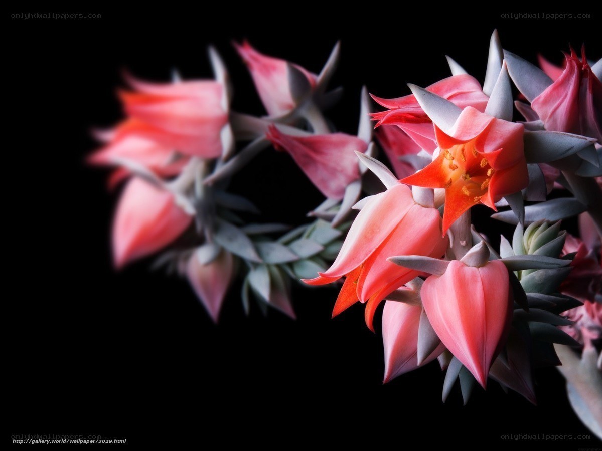 Pink succulent flowers
