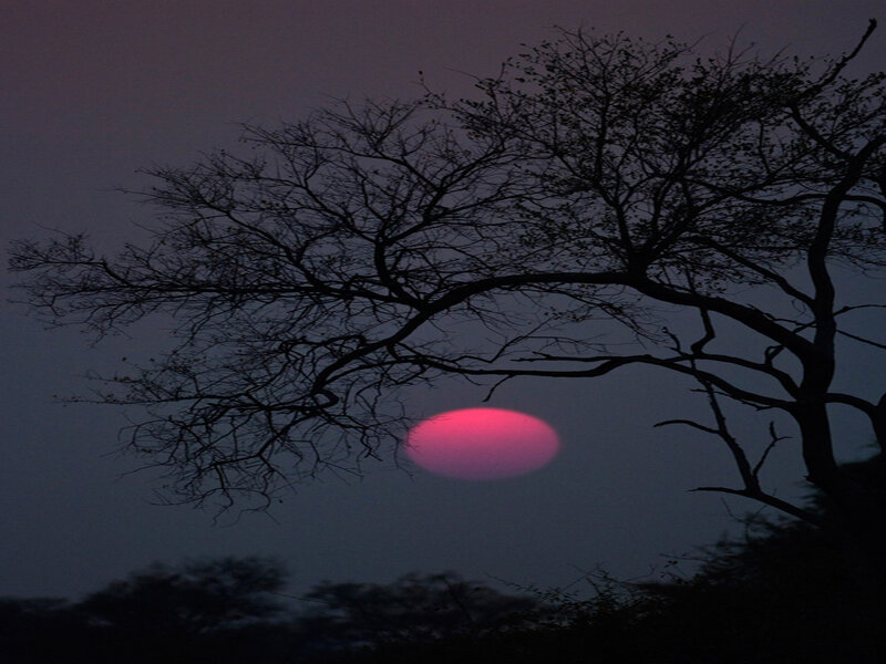 Pink Sun Behind Tree