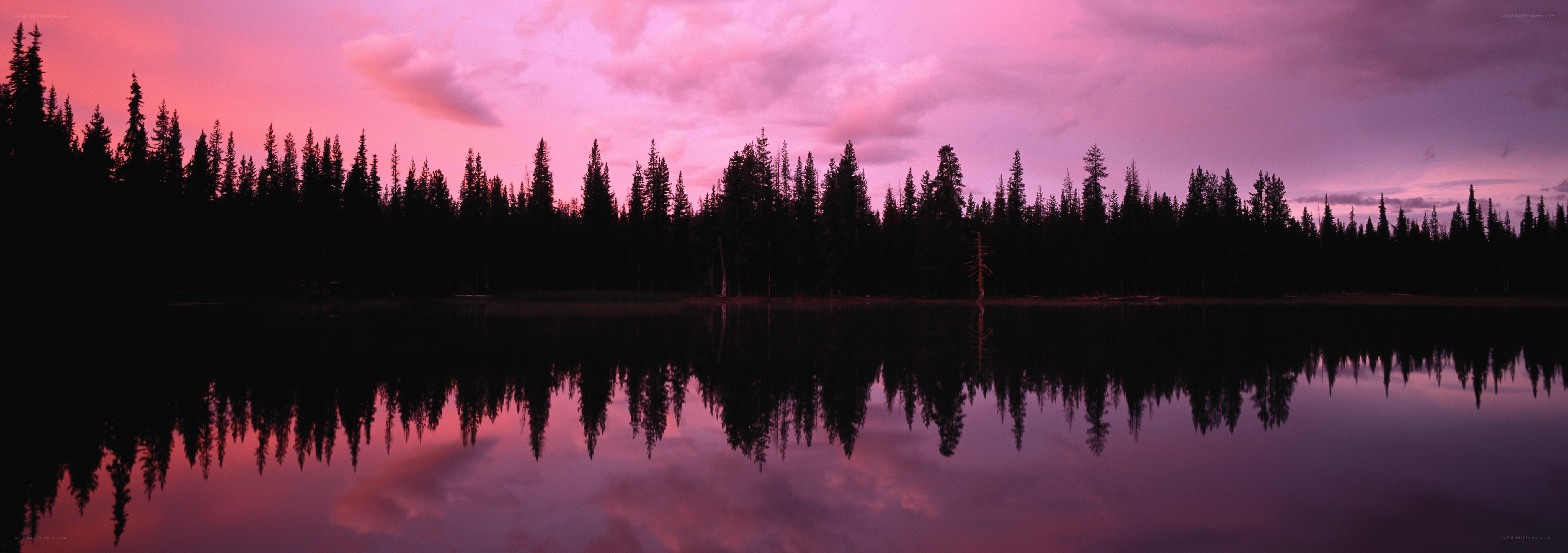 Pink sunset over forest lake