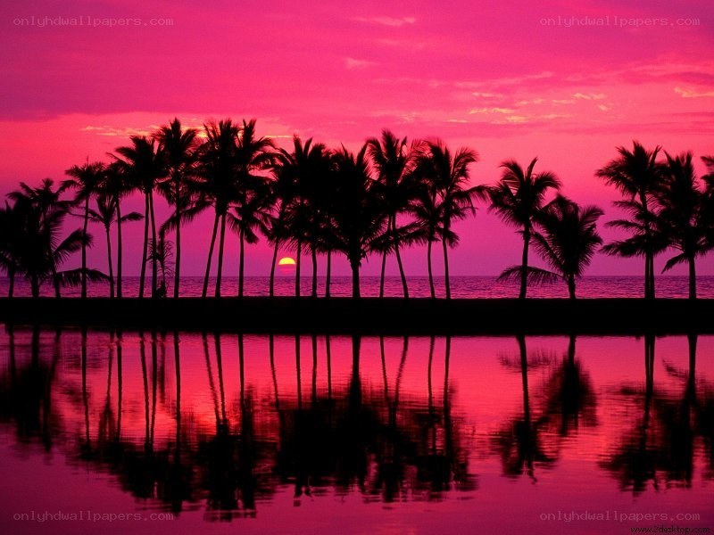 pink sunset over palm trees