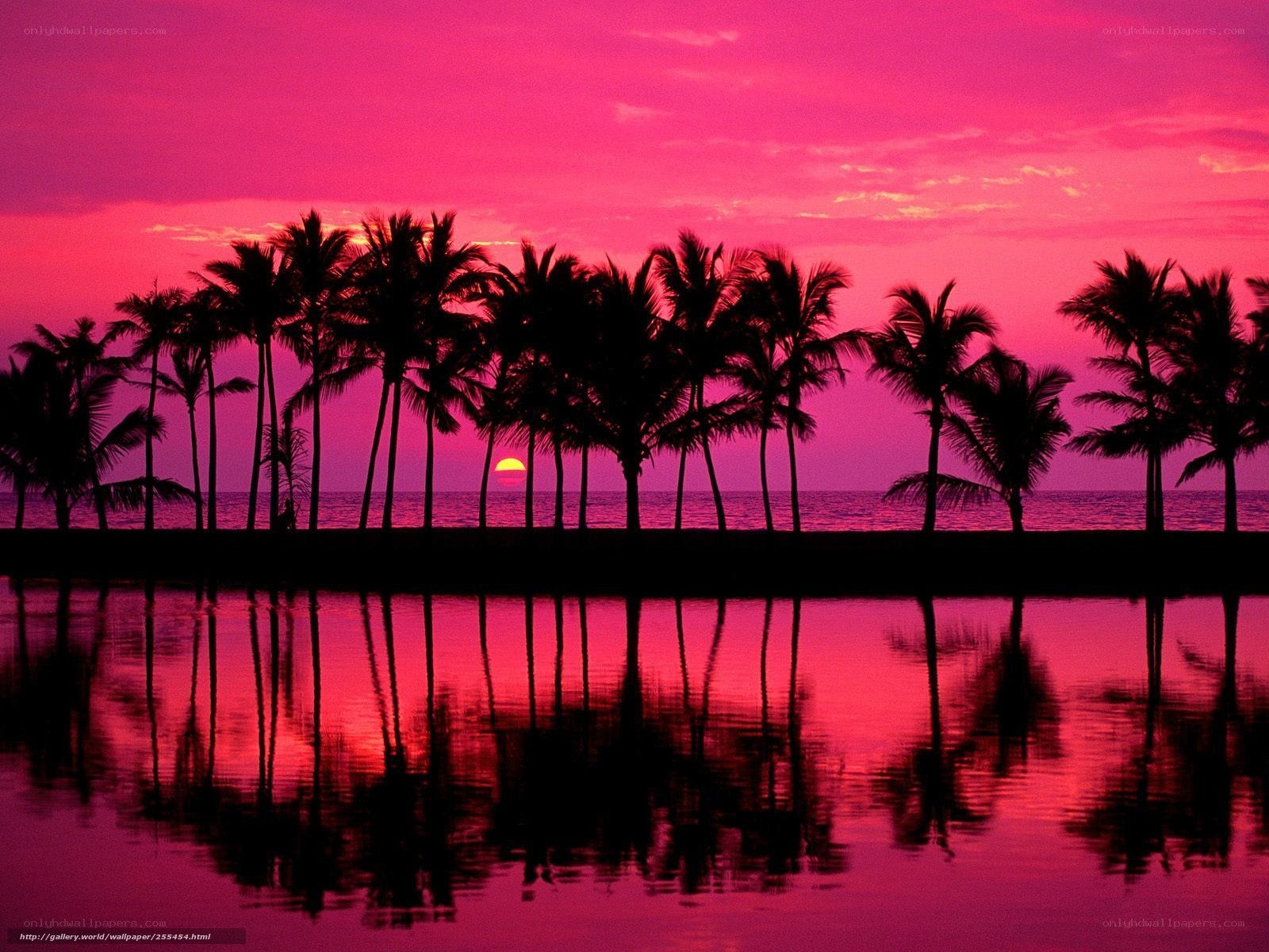 Pink sunset over palm trees