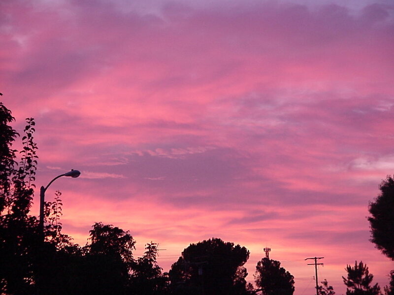 pink sunset over trees