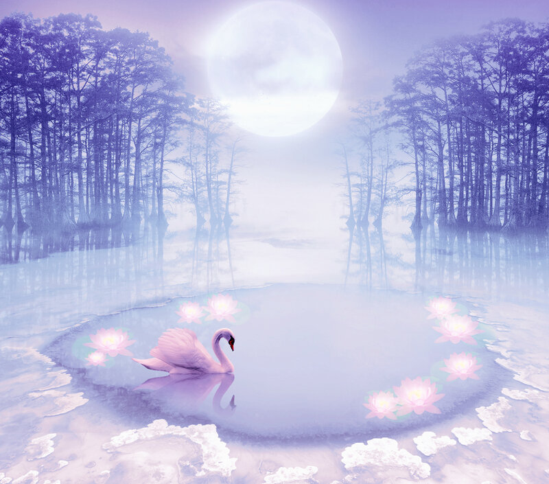 Pink Swan in Pond