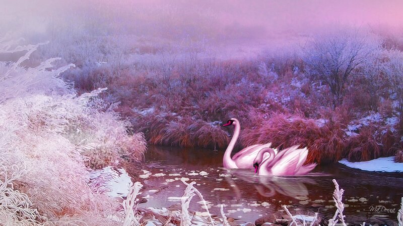 Pink Swans in River