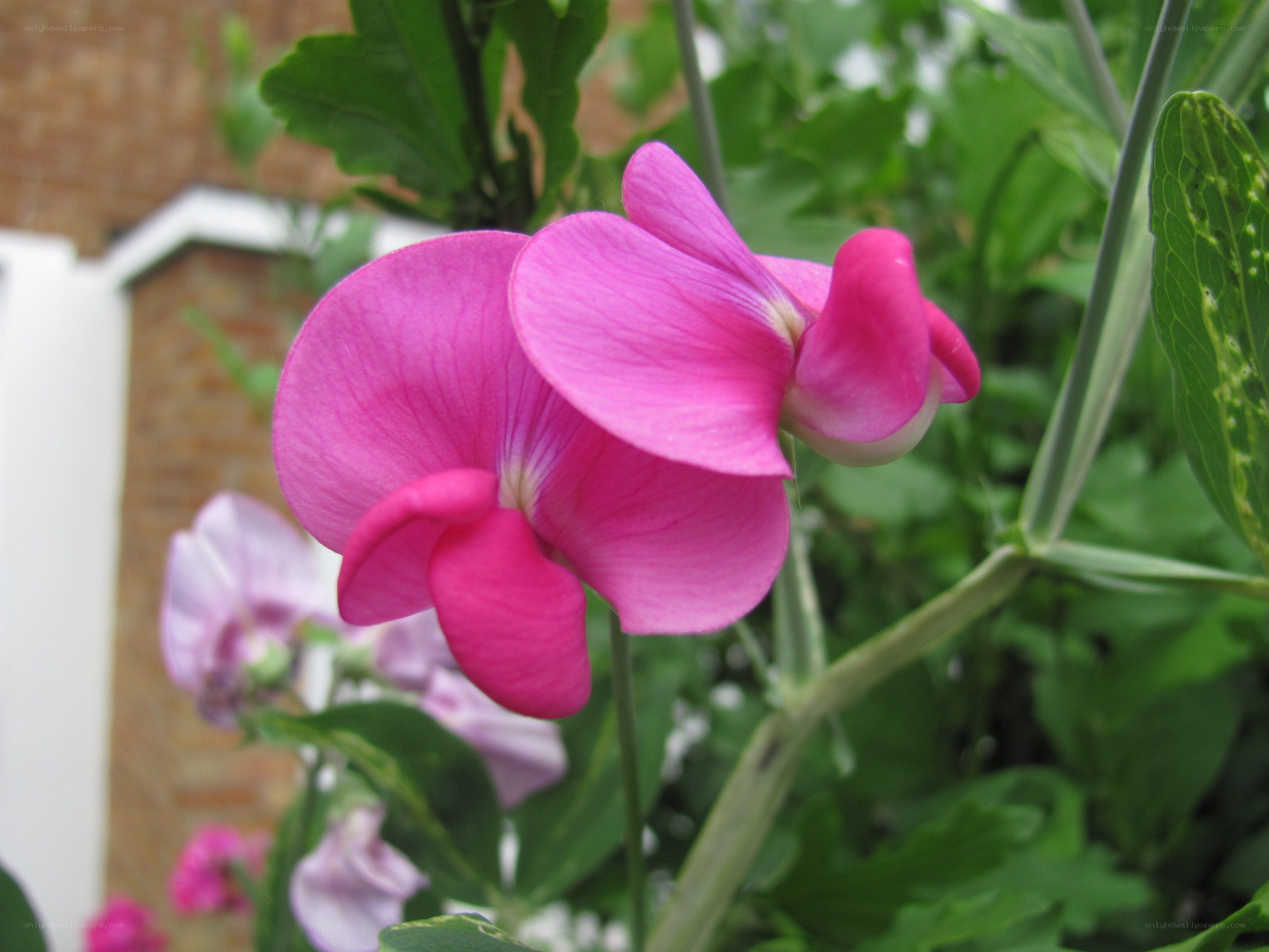 Pink sweet pea flowers