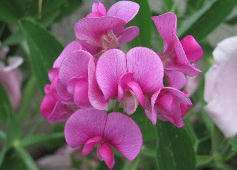 pink sweet pea flowers
