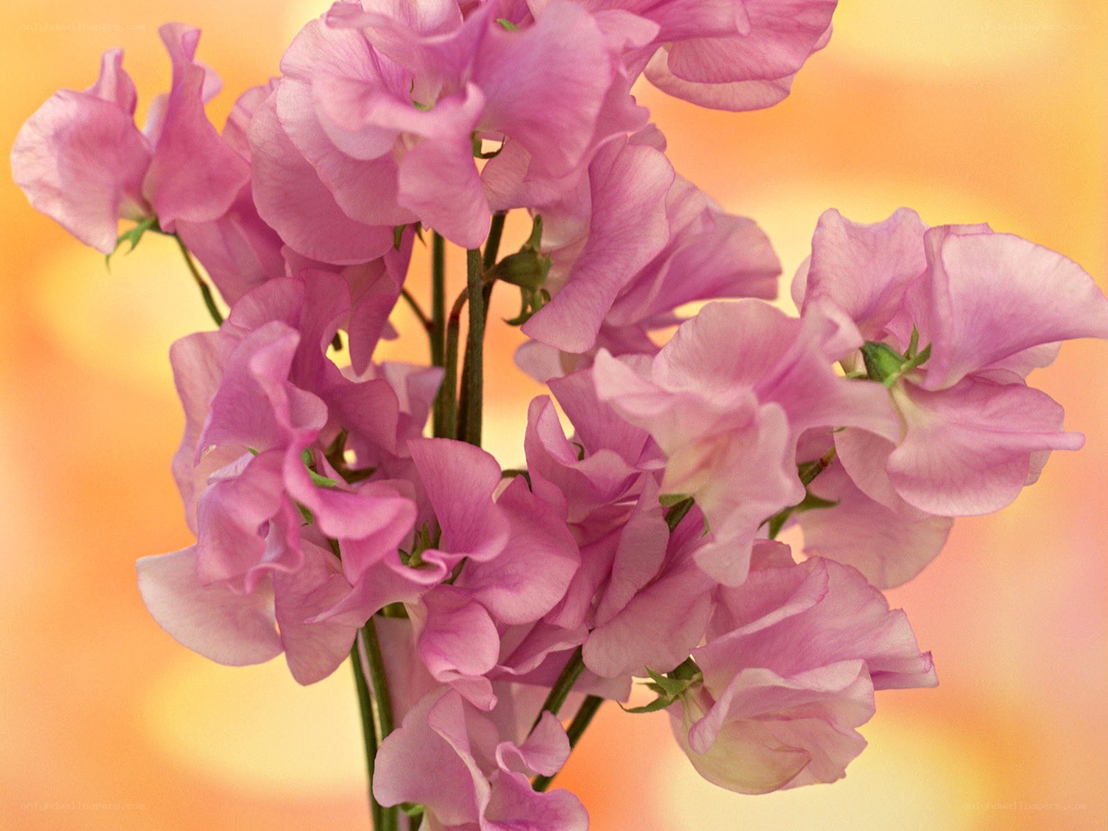 Pink sweet pea flowers