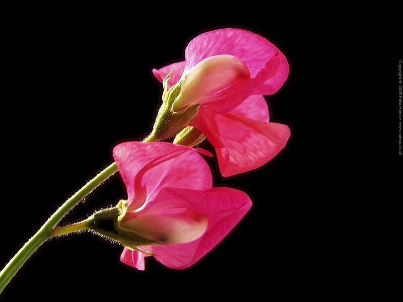 Pink sweet pea flowers