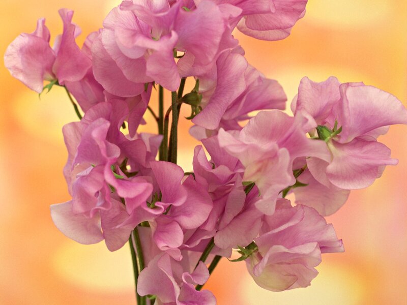 Pink Sweet Pea Flowers — Calm, Sunset