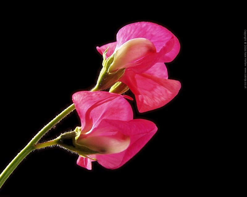 Pink Sweet Pea Flowers — Dramatic, Photograph