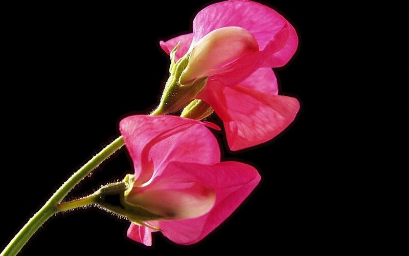 Pink Sweet Pea Flowers — Dramatic