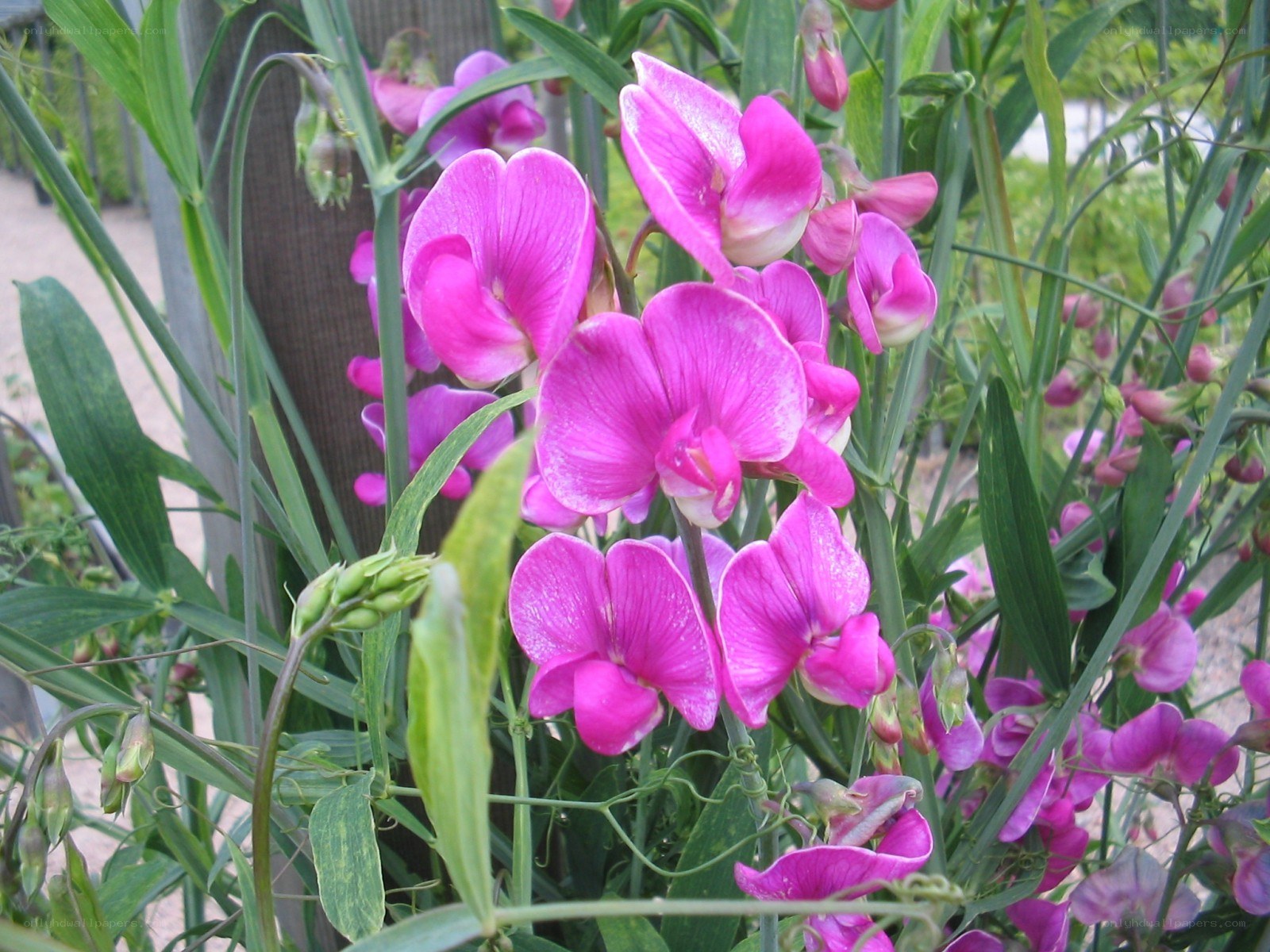 Pink sweet pea flowers in bloom