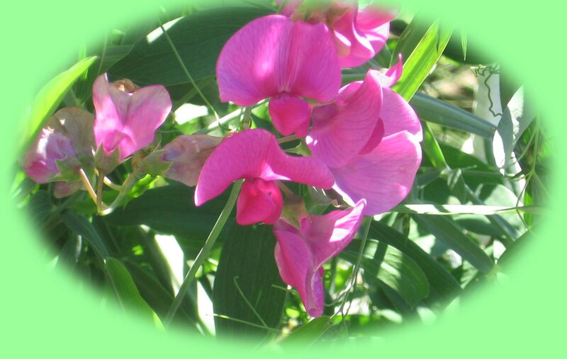 Pink Sweet Pea Flowers — Serene, Afternoon