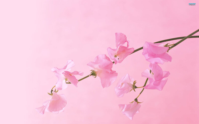 Pink Sweet Pea Flowers — Serene, Spring