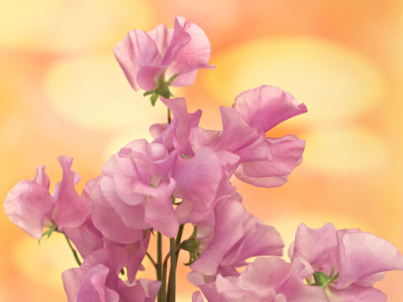 Pink Sweet Pea Flowers — Serene, Sunset