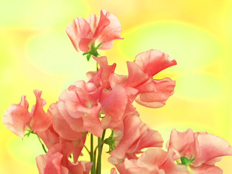 Pink Sweet Pea Flowers — Serene