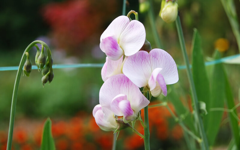 Pink Sweet Pea Flowers — White