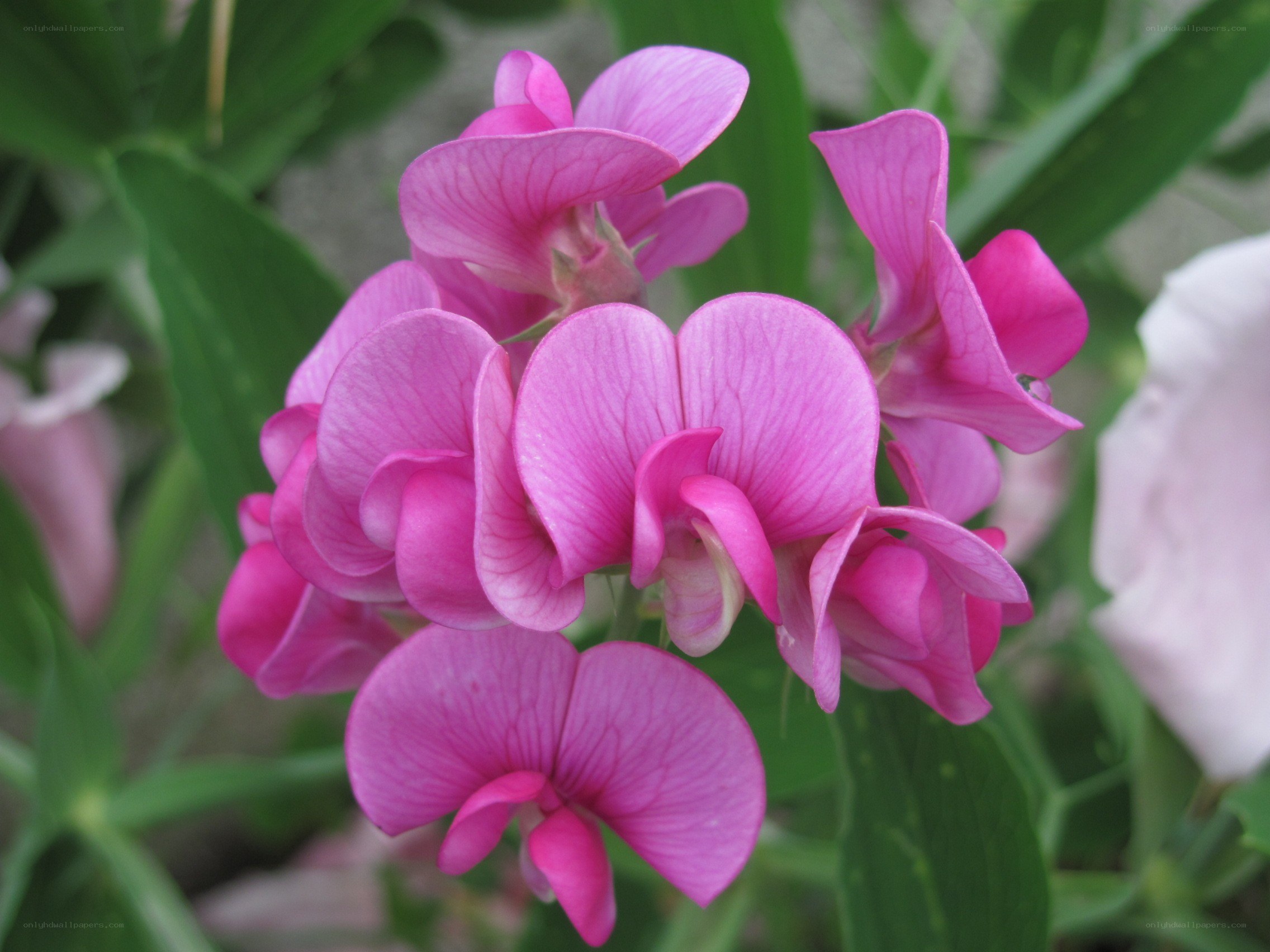 Pink sweet pea flowers