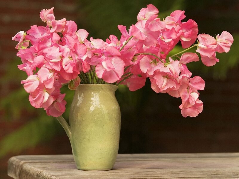 Pink Sweet Peas in Vase — Calm, Afternoon