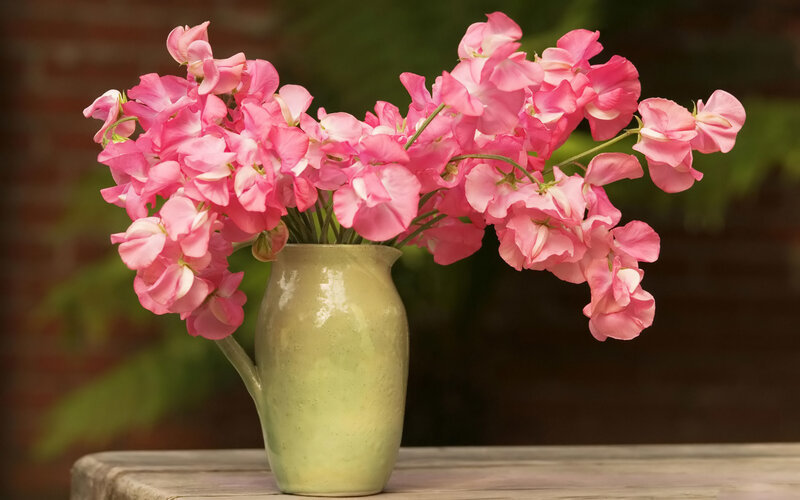 Pink Sweet Peas in Vase — Calm
