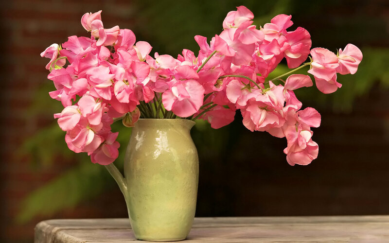 Pink Sweet Peas in Vase — Serene, Afternoon, Photograph, Table