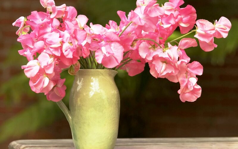 Pink Sweet Peas in Vase — Serene, Afternoon, Photograph